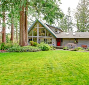 trim trees on roof